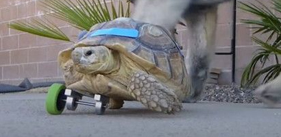 三脚乌龟走不动路 主人帮忙装辅助轮让其行走