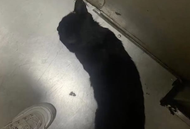 什么叫格局?“我家猫自己开门爬十几层楼,邀请楼下小猫回家干饭!” 什么叫格局?“我家猫自己开门爬十几层楼,邀请楼下小猫回家干饭!”