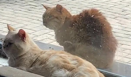 铲屎官逗弄家猫，流浪猫隔窗求抚摸：您家还缺猫吗？我可以！