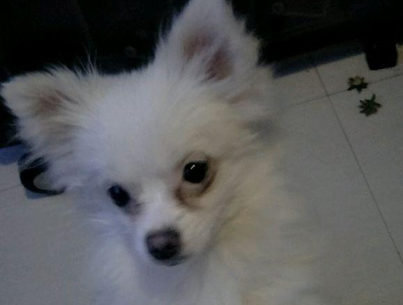 流浪犬迷途街边一脸茫然,女生看后同情心泛滥成灾,接下去获得小意外惊喜
