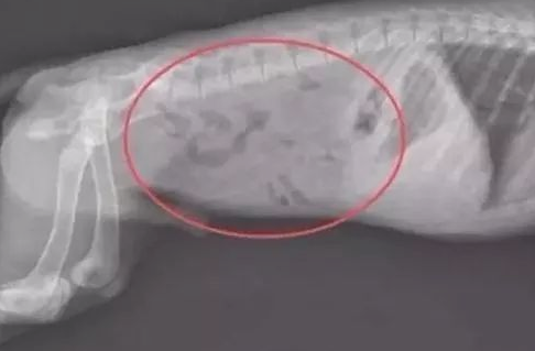 二哈生病去医院体检，医生拍片子后一看吓一跳，这二哈纯啊！