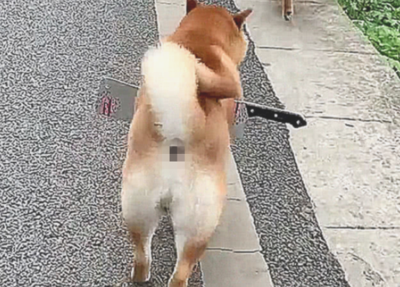 柴犬手上插着把刀流着血,路人想来援助 柴犬手上插着把刀流着血,路人想来援助