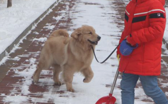 女儿带金毛出去玩雪,結果被它给拽倒了,吓得赶快去扶起 女儿带金毛出去玩雪,結果被它给拽倒了,吓得赶快去扶起