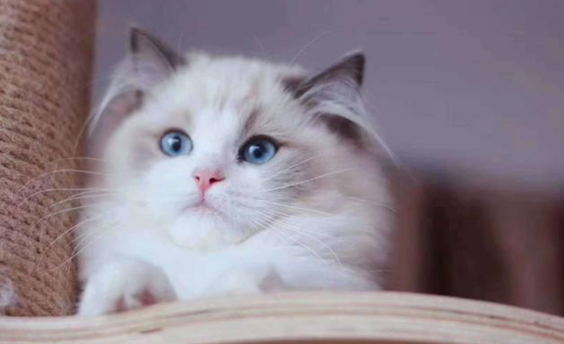 猫也有偏手性吗?怎么去判断一只猫是左撇子还是右撇子? 猫也有偏手性吗?怎么去判断一只猫是左撇子还是右撇子?