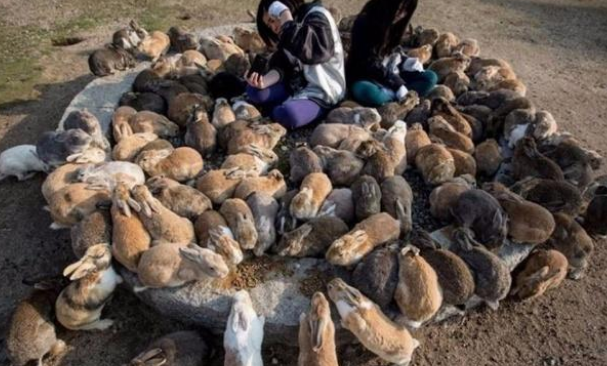 全世界被动物占领的岛屿,除了猫岛、狗岛,你还知道几个? 全世界被动物占领的岛屿,除了猫岛、狗岛,你还知道几个?