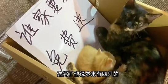 仓鼠店老板被迫养猫,直呼“我是卖仓许的啊!” 仓鼠店老板被迫养猫,直呼“我是卖仓许的啊!”