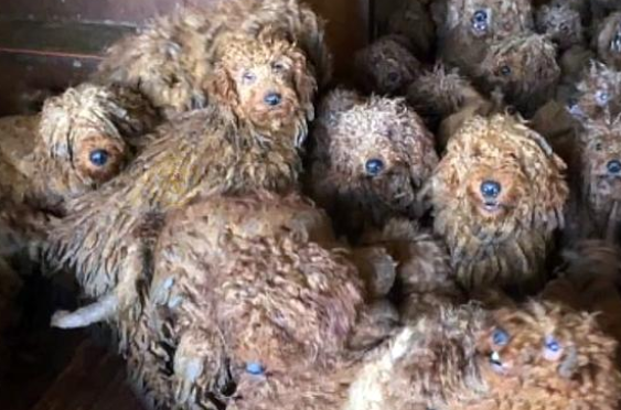 主人未给贵宾犬绝育，5年后3只变为50只，各个骨瘦如柴形如拖把