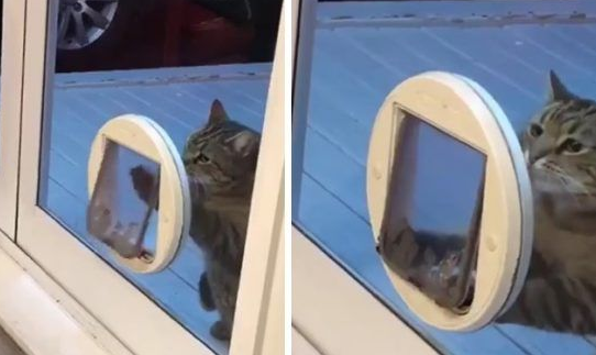 娇贵喵公子偷懒 假装自己太胖过不去猫门