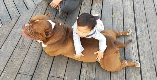 恶霸犬不要抱抱只要球球 逗趣可爱模样笑翻网友 恶霸犬不要抱抱只要球球 逗趣可爱模样笑翻网友