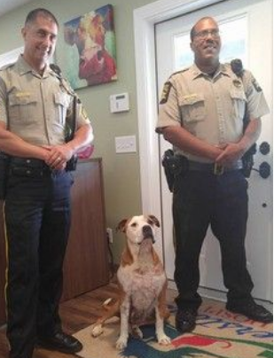 斗牛犬为陌生人挡5刀 奇迹活下来还找到新家 斗牛犬为陌生人挡5刀 奇迹活下来还找到新家