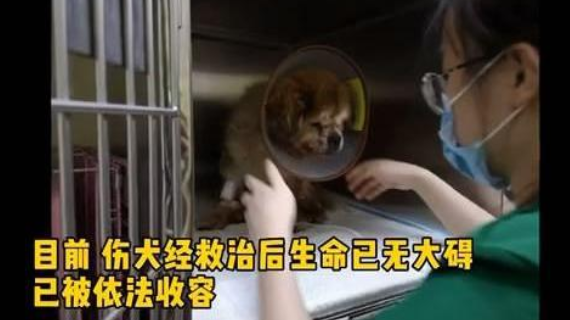 狗狗因年老被弃路边还被车撞,主人:狗老了不想养 狗狗因年老被弃路边还被车撞,主人:狗老了不想养