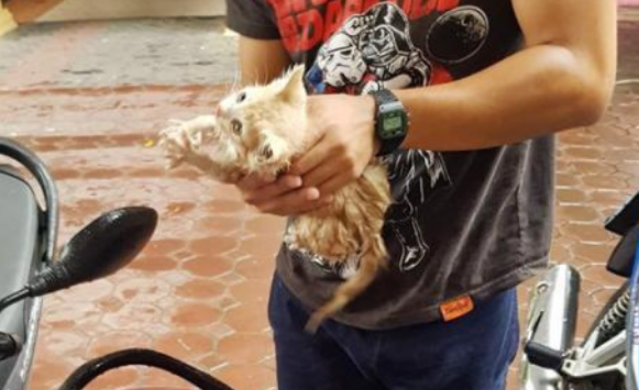 小橘猫雨天被困下水道，哀嚎不止，幸运的是它遇到一群暖心小伙子