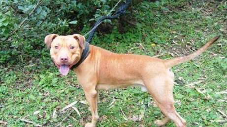 基隆比特犬安置收容所 动保员接触发现非常亲人 基隆比特犬安置收容所 动保员接触发现非常亲人