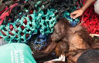 猩猩妈妈冒死从大火救出孩子 却遭到他们残惹对待 猩猩妈妈冒死从大火救出孩子 却遭到他们残惹对待