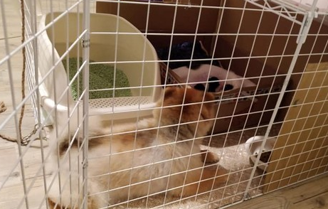 博美每天和怀孕猫咪打架 但在小猫出生后...它却秒变保姆照顾 博美每天和怀孕猫咪打架 但在小猫出生后...它却秒变保姆照顾