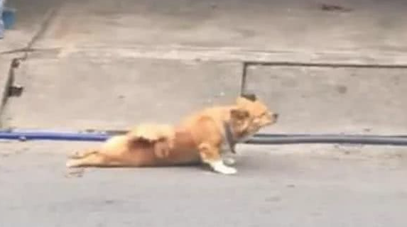 狗狗由于两腿残废被主人抛弃，結果狗狗爬了十几公里又回来了