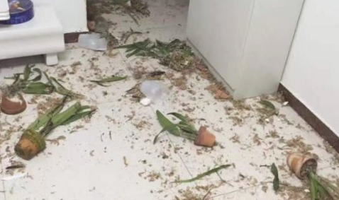 二只二哈神实际操作,起先苹果越狱随后撕家,简直狗中英豪! 二只二哈神实际操作,起先苹果越狱随后撕家,简直狗中英豪!