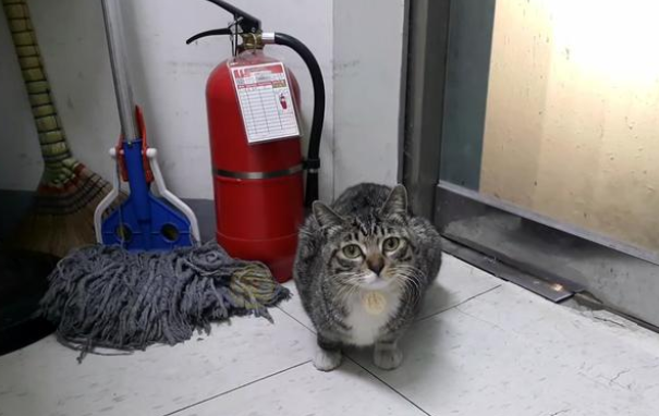 谁说猫咪不忠诚？宠物猫被弃养后，原地守候数天，等主人接它回家