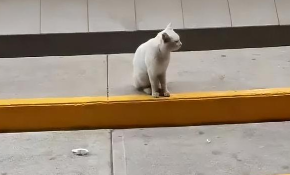 断尾流浪猫在超市门前骗吃骗喝，最后…直接骗到了一个家