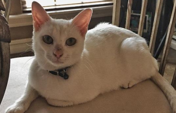 猫咪头被罐头卡住，被男子救后每天来讨食，带一家三口换了个主人