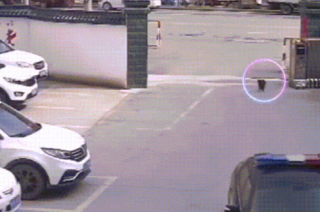 流浪狗闯进警局“应聘”警犬，网友：现在想当警犬都靠耍赖皮吗？