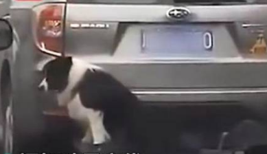 狗狗被挂在车尾，主人：狗掉毛，怕弄脏车……