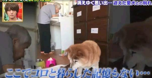 狗狗和主人都换上了老年痴呆 多年后的重逢 还会认得彼此吗？