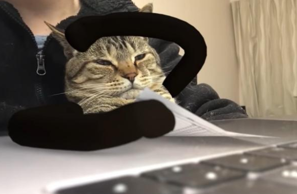 猫咪打瞌睡被恶搞成大老板，厌世样子像极我平时上班！