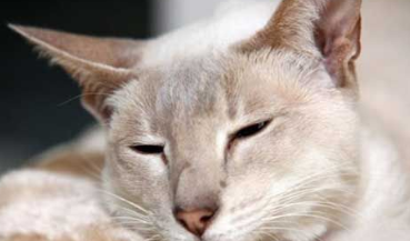 英国暹罗猫被困邮包内8天没吃没喝顽强存活