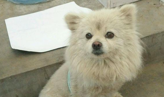流浪犬被抛弃在小区，从趾高气扬到流离失所，狗狗一天比一天削瘦