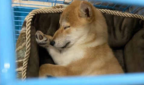 柴犬的睡姿挺“妖媚”，好像个妙龄女子一样，太讨人喜欢了