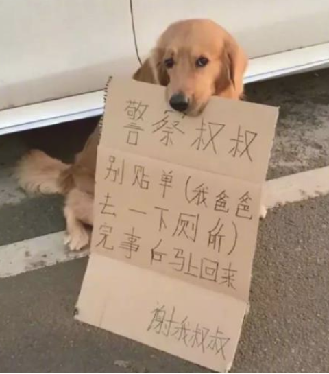 主人尿尿路边停车,金毛在一旁叼的纸牌上的字令人笑喷 主人尿尿路边停车,金毛在一旁叼的纸牌上的字令人笑喷