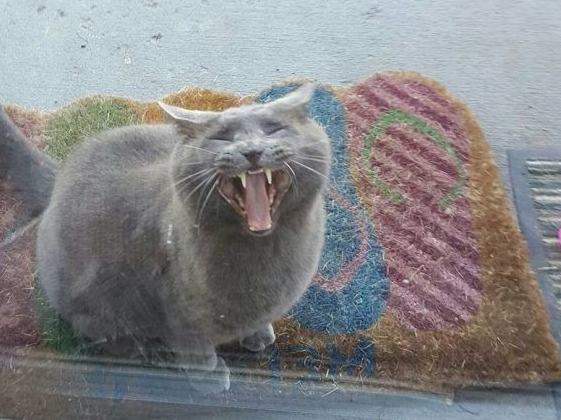 女子喂食弃猫六年 终于猫咪卸下警戒成功收编