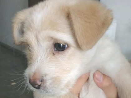 流浪犬找回家后躲在角落里,见到主人怀中抱着的小泰迪,眼中填满羡慕嫉妒 流浪犬找回家后躲在角落里,见到主人怀中抱着的小泰迪,眼中填满羡慕嫉妒