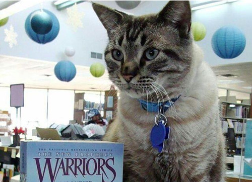 猫在图书馆呆了6年 现遭被驱逐的命运