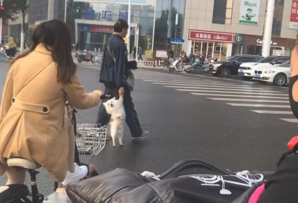 大爷拎着狗横穿马路，狗脸部外露笑容，网友：毫无疑问是偷跑被抓回来的