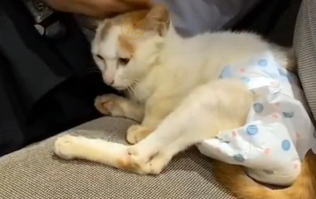 向人求助的瘫痪猫咪,被拒绝后拼命挽留人类,它只想有个家呀 向人求助的瘫痪猫咪,被拒绝后拼命挽留人类,它只想有个家呀