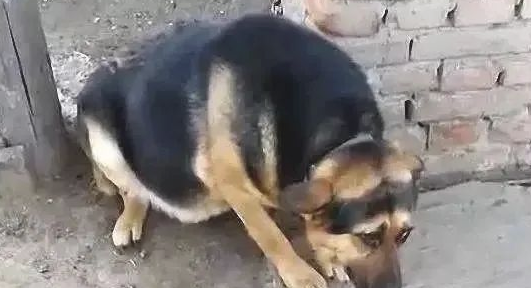 确实没打过狗,不清楚为什么,要是主人家站在旁边,这狗就成这怂样了 确实没打过狗,不清楚为什么,要是主人家站在旁边,这狗就成这怂样了