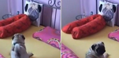 巴哥犬在床上看见抱枕 竟长得跟自己一样狂吼