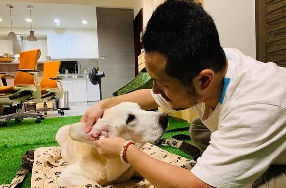14岁爱犬患癌痛苦不已 主人将30公斤狗狗抱回家 14岁爱犬患癌痛苦不已 主人将30公斤狗狗抱回家