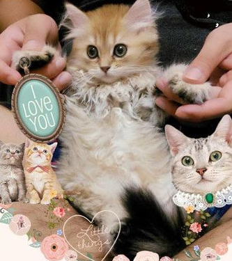 养了到招财猫咪 主人3年来财运飙升