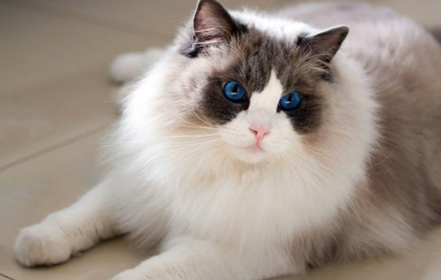 女孩偶遇流浪布偶猫，喂养7天后，果断把它带回家！