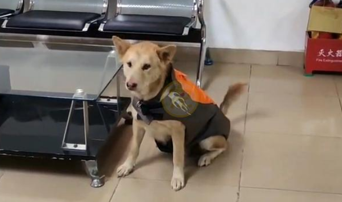 年薪上万的打工犬,成全工厂团宠,网友:我竟会羡慕一只狗 年薪上万的打工犬,成全工厂团宠,网友:我竟会羡慕一只狗