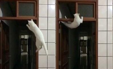 整个家都是猫咪的健身房 猫咪在门框练单杠