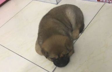 流浪犬被丢在垃圾箱旁,女生一靠近它时,小家伙惊慌的样子惹人怜 流浪犬被丢在垃圾箱旁,女生一靠近它时,小家伙惊慌的样子惹人怜