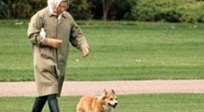 不舍30年员工逝世 英女王想照顾他的狗