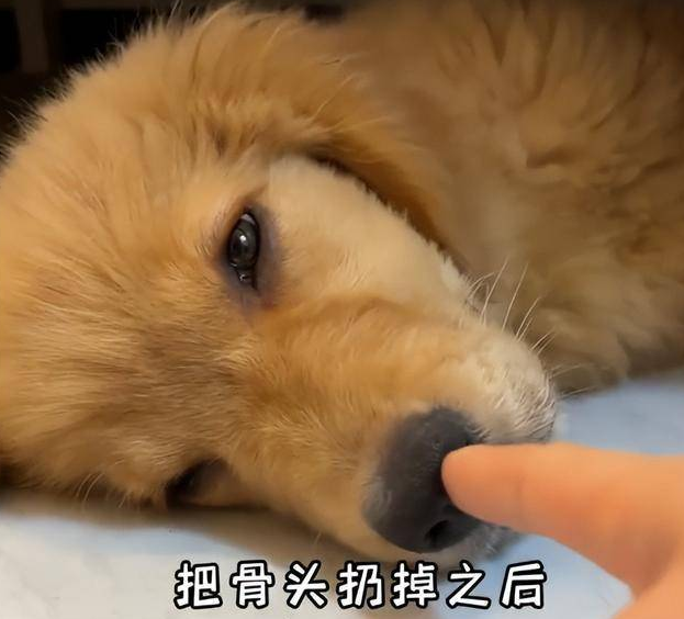 广西一女子给狗煮大骨头后怀疑变质，把骨头丢了，狗狗的反应真实