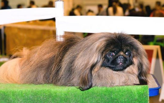 纯种京巴犬被遗弃北京街头,何以沦落至此? 纯种京巴犬被遗弃北京街头,何以沦落至此?