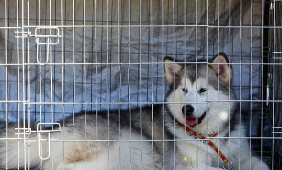 狗狗被主人关在铁笼10年，被救后已经无法走路，叼着食物不愿撒嘴