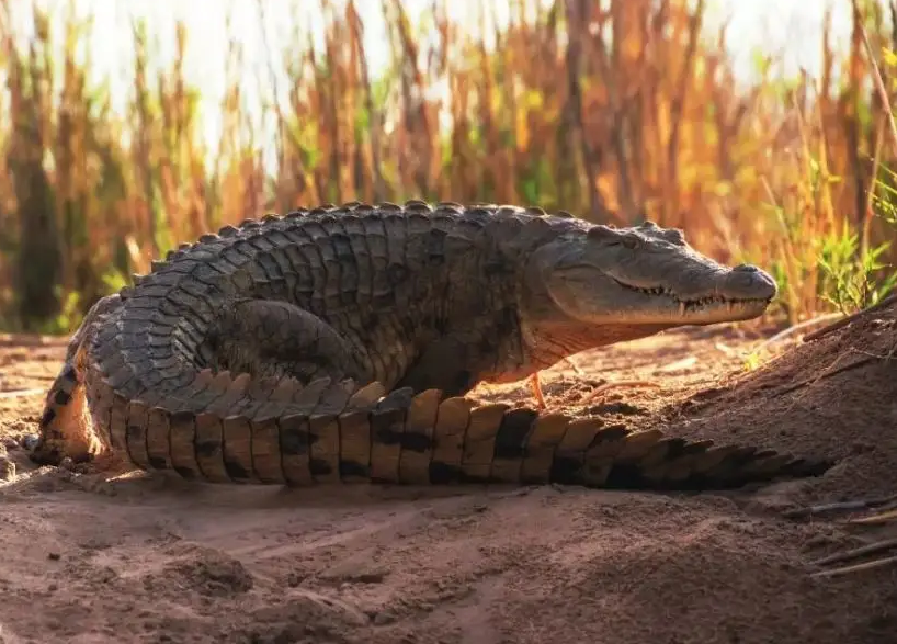 关于尼罗鳄的历史你了解吗感兴趣的朋友看一下吧